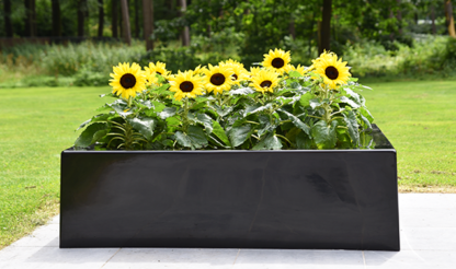 Jardinière noire de 110 x 110 x 32 cm